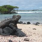 Iguana auf den Galápagos Inseln, Isabela
