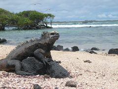 Iguana auf den Galápagos Inseln, Isabela