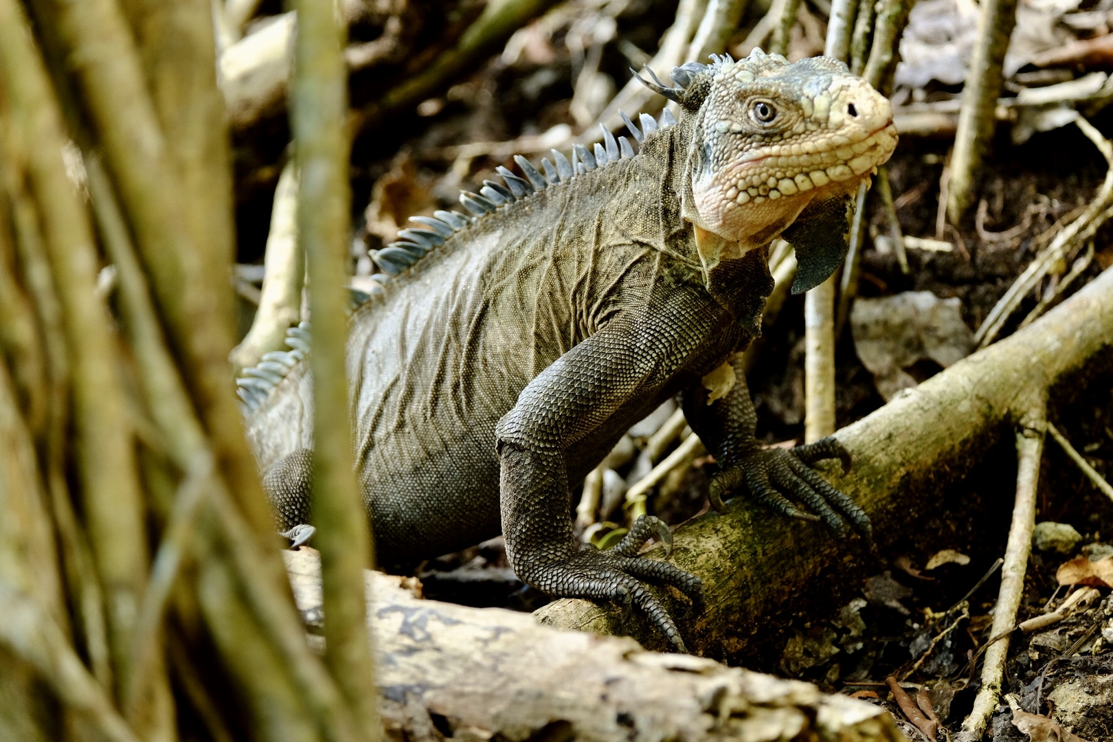 Iguana auf der Ilet Chancel, Martinique 