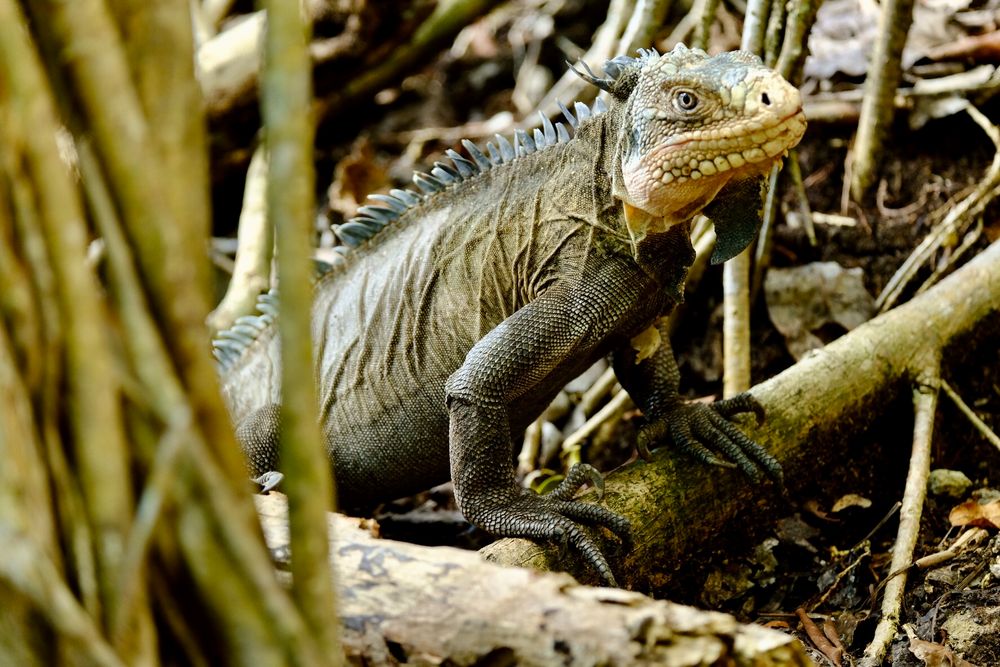 Iguana auf der Ilet Chancel, Martinique Foto & Bild ...