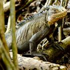 Iguana auf der Ilet Chancel, Martinique 