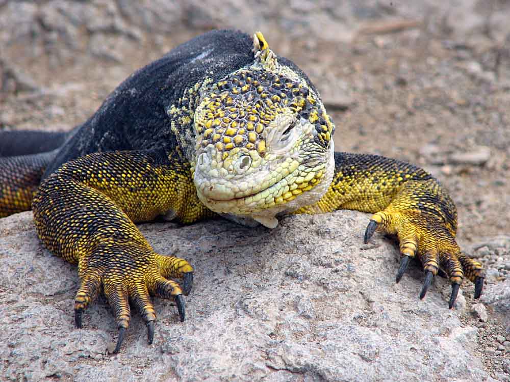 Iguana auf Plaza Sur