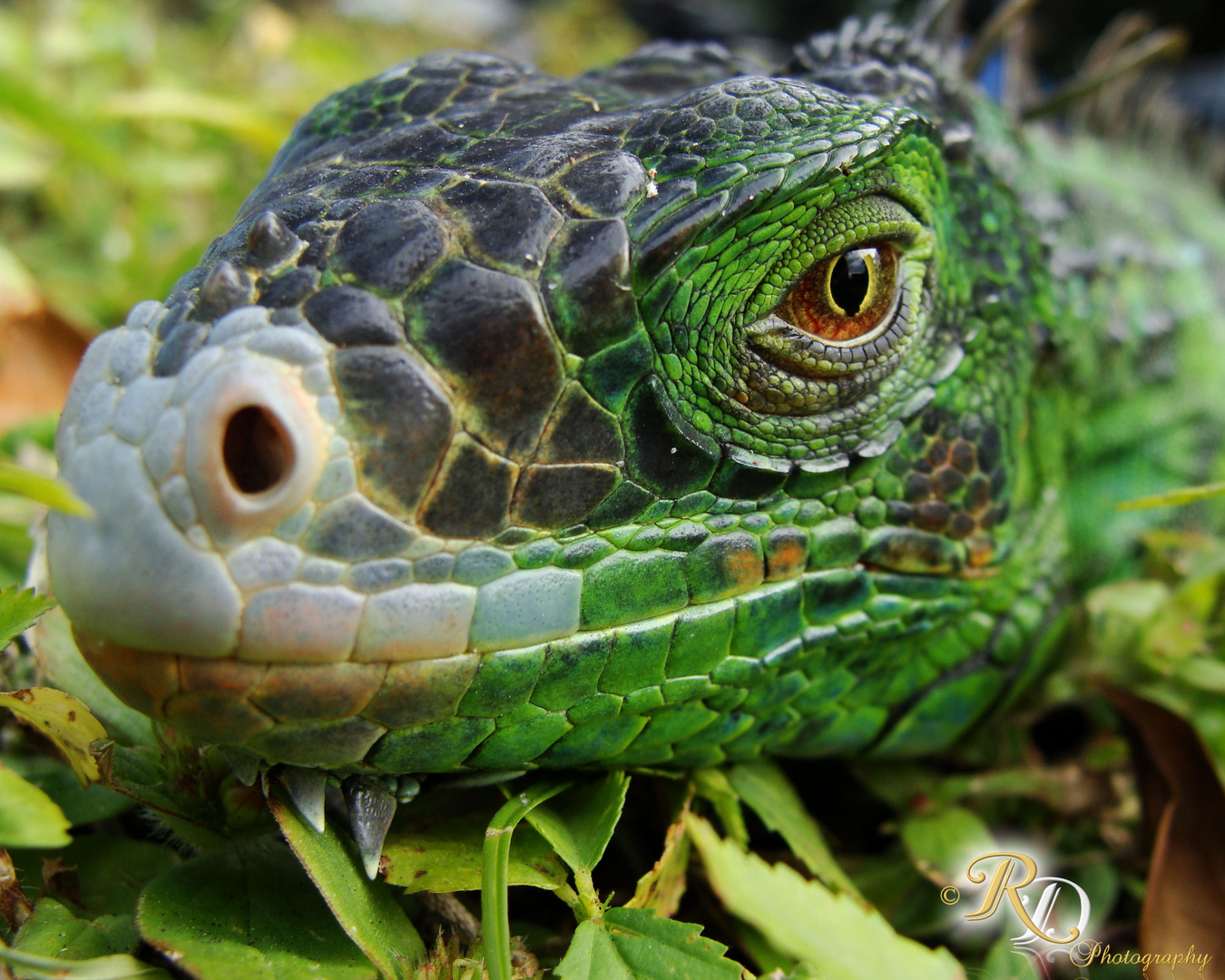 Iguana