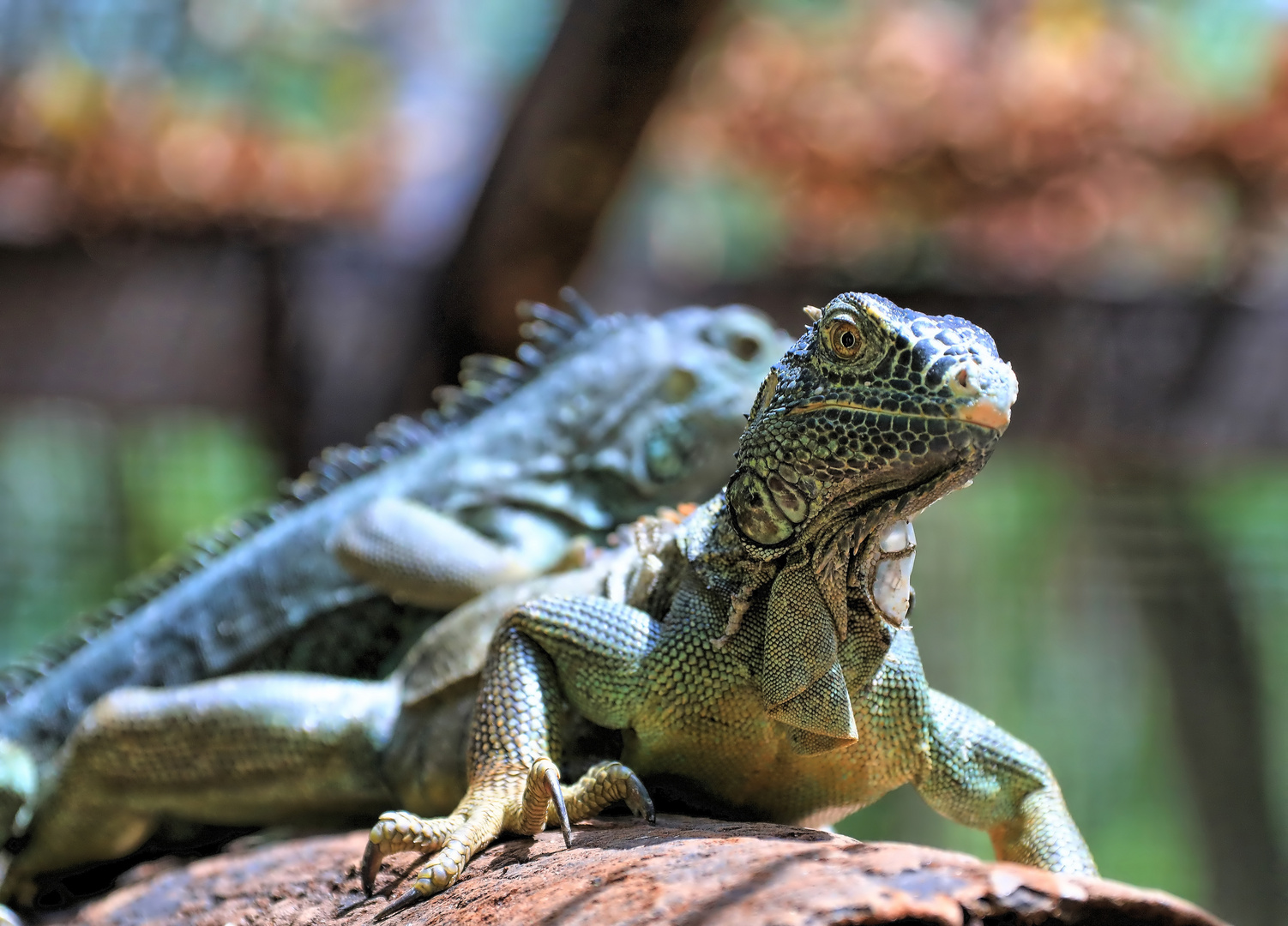 Iguana Belice 2018