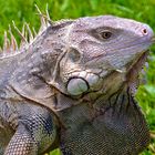 IGUANA