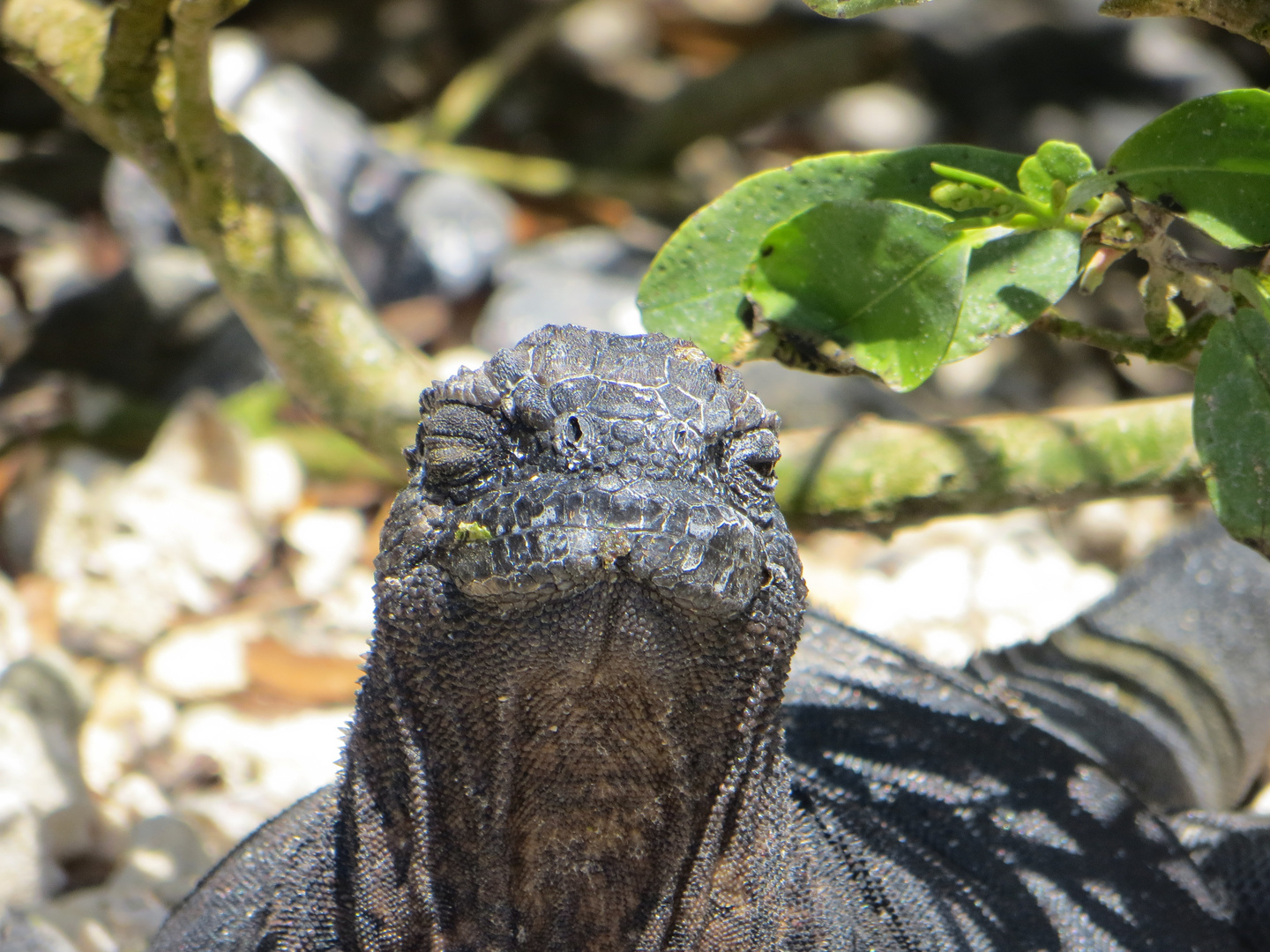 Iguana