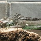 IGUANA