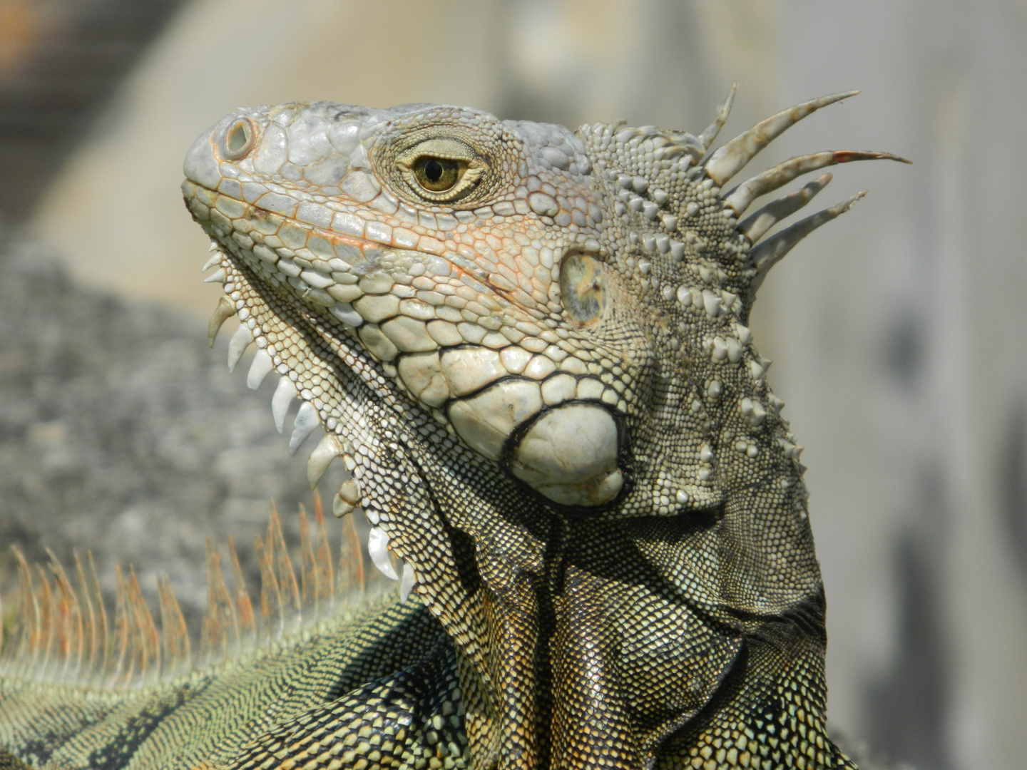 Iguana