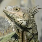 Iguana