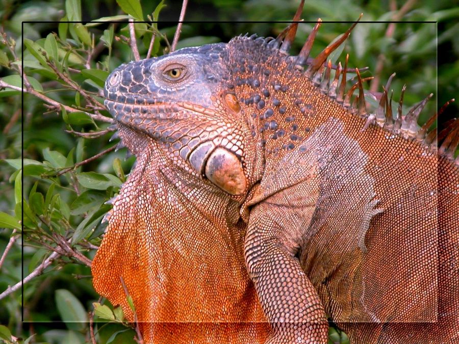 Iguana