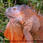 Iguana