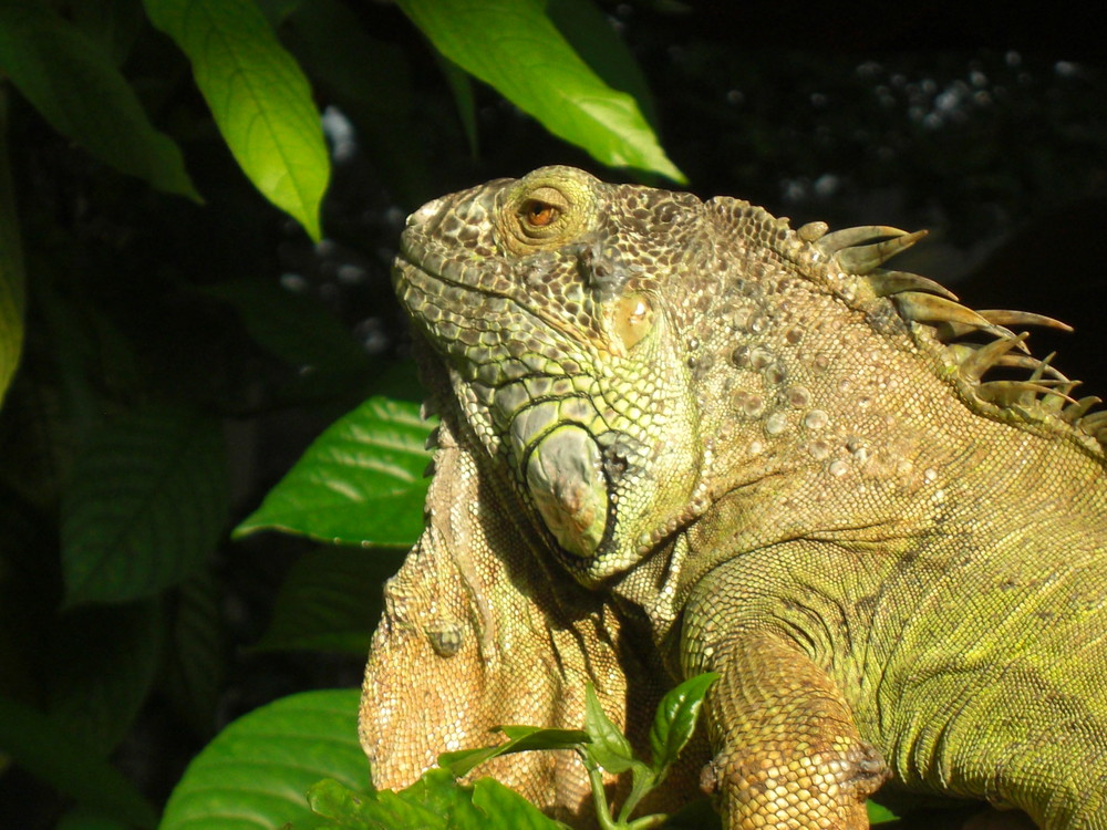 Iguana