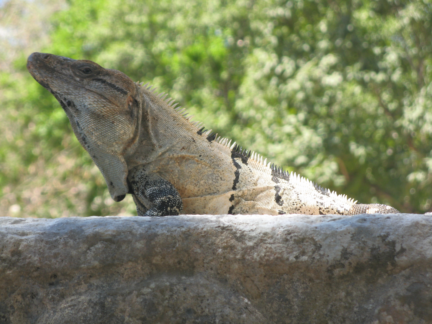 Iguana - Chichen Itza, Mexiko