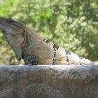 Iguana - Chichen Itza, Mexiko