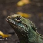 Iguana comun