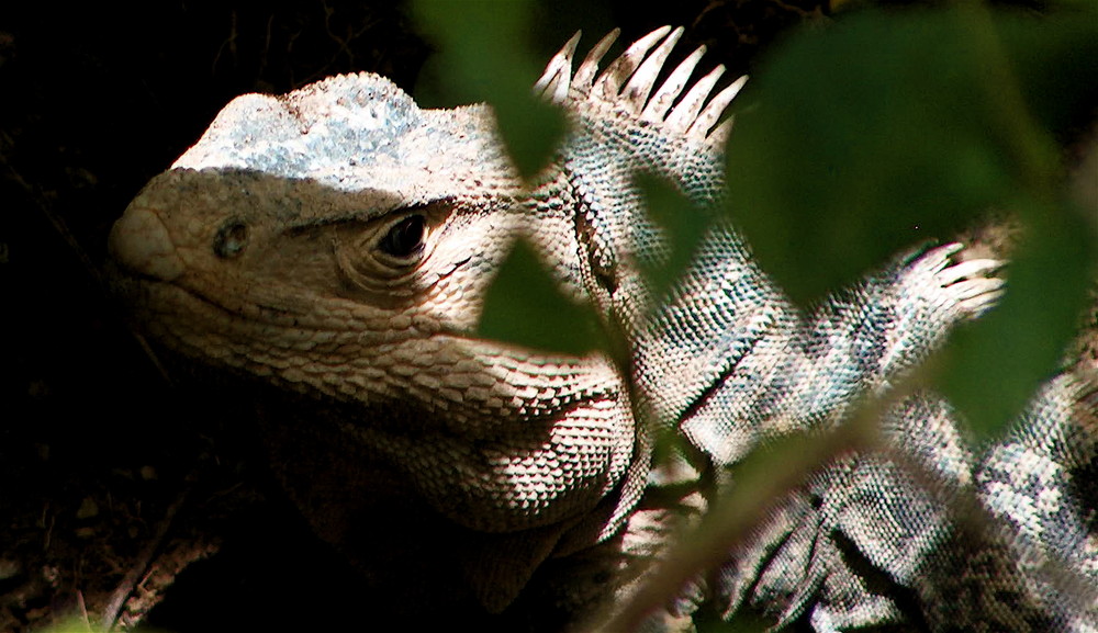 iguana costa rica en puerto viejo