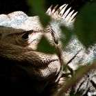 iguana costa rica en puerto viejo