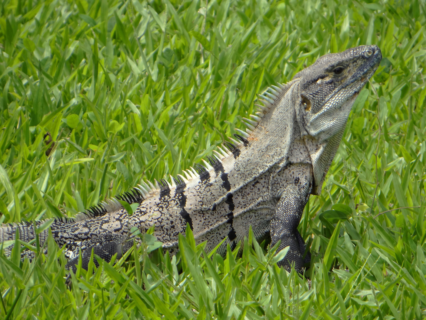 Iguana Costarricense