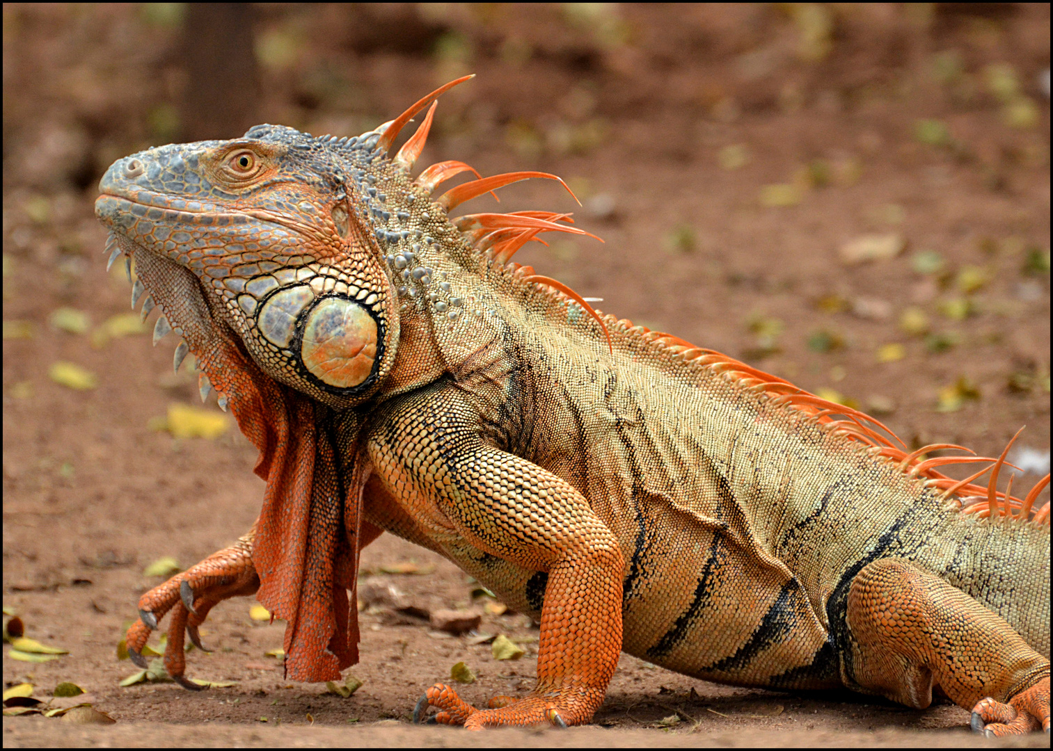 iguana crestata