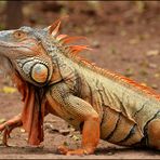 iguana crestata