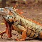 iguana crestata