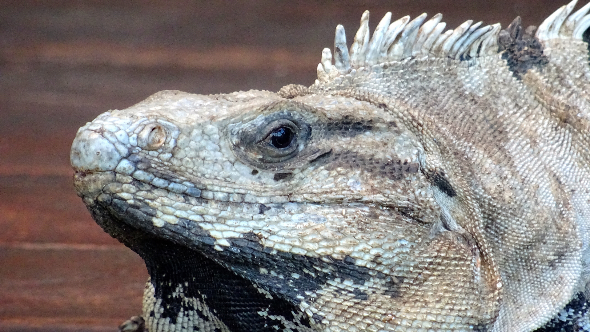 iguana (Ctenosaura Larix spp)