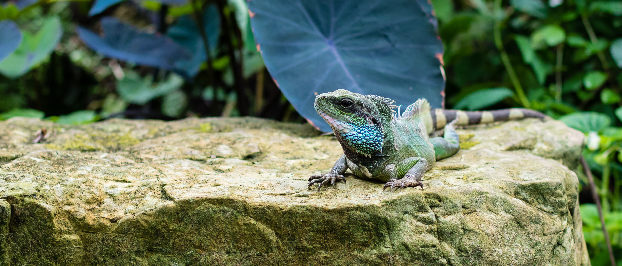 Iguana