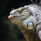 Iguana