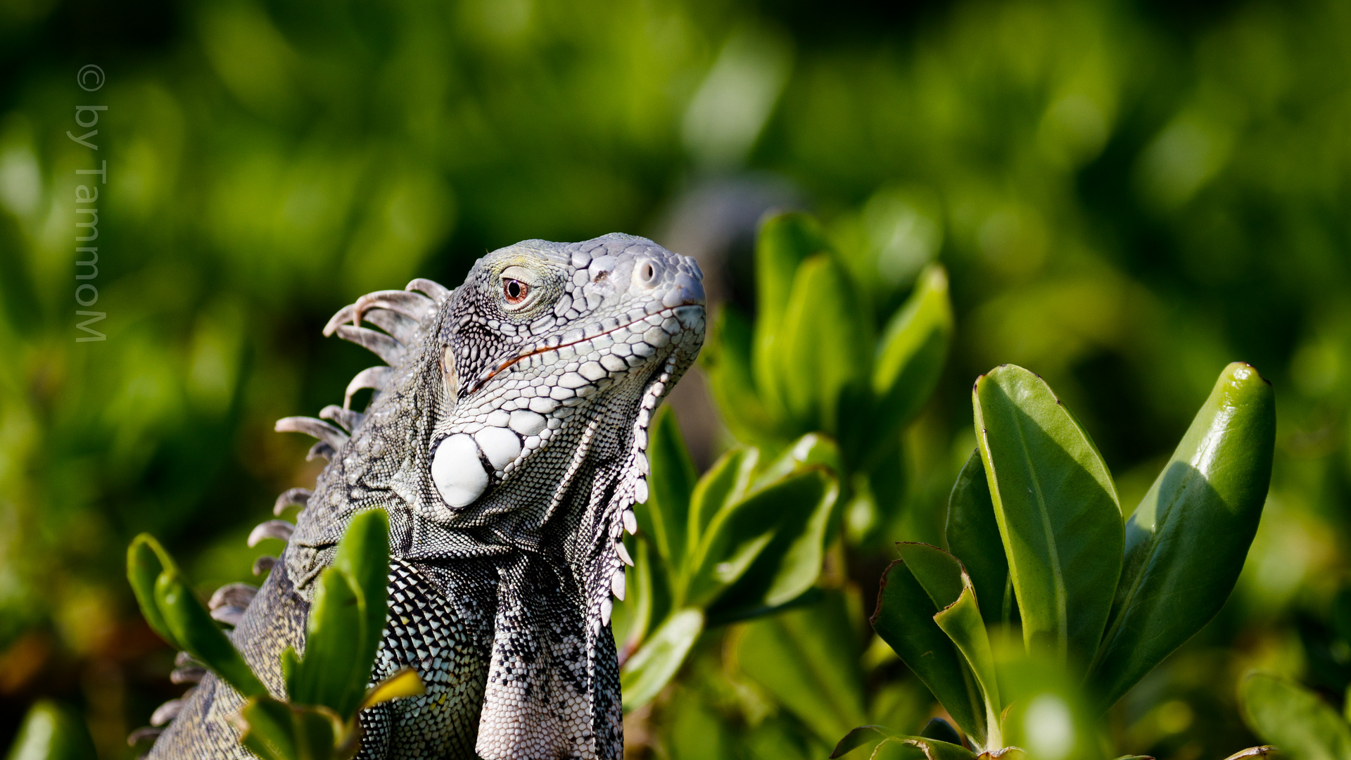 Iguana