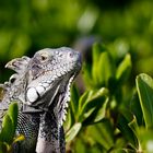 Iguana