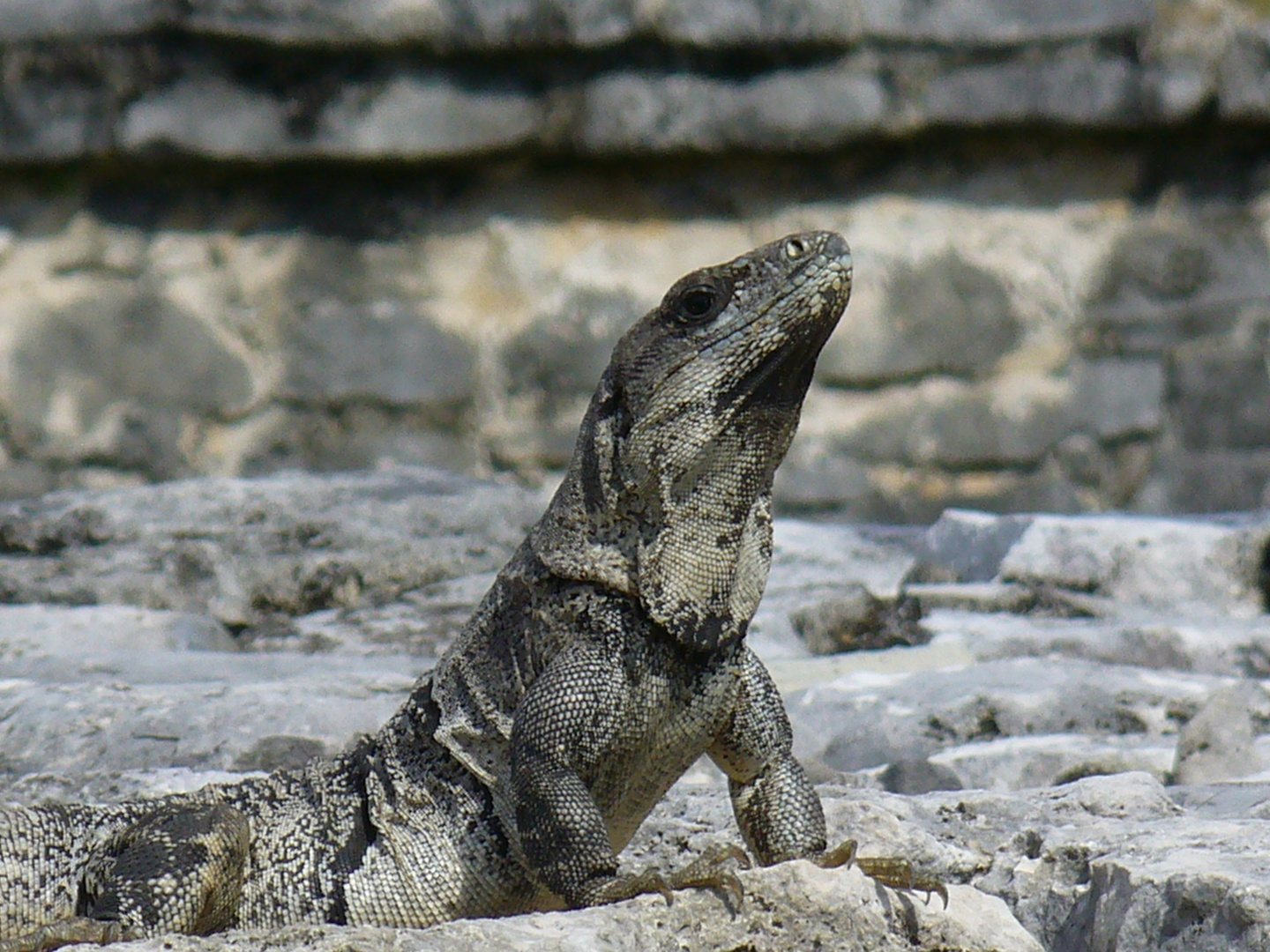 Iguana