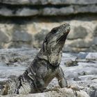 Iguana