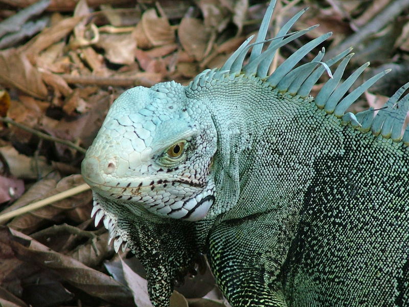 Resultado de imagen de iguana amazonico