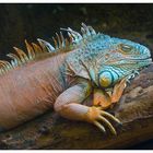 Iguana dai tubercoli