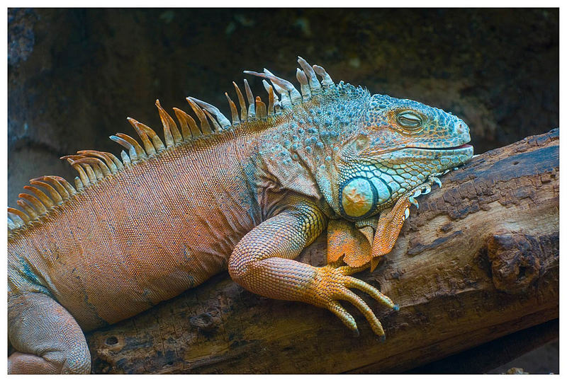 Iguana dai tubercoli