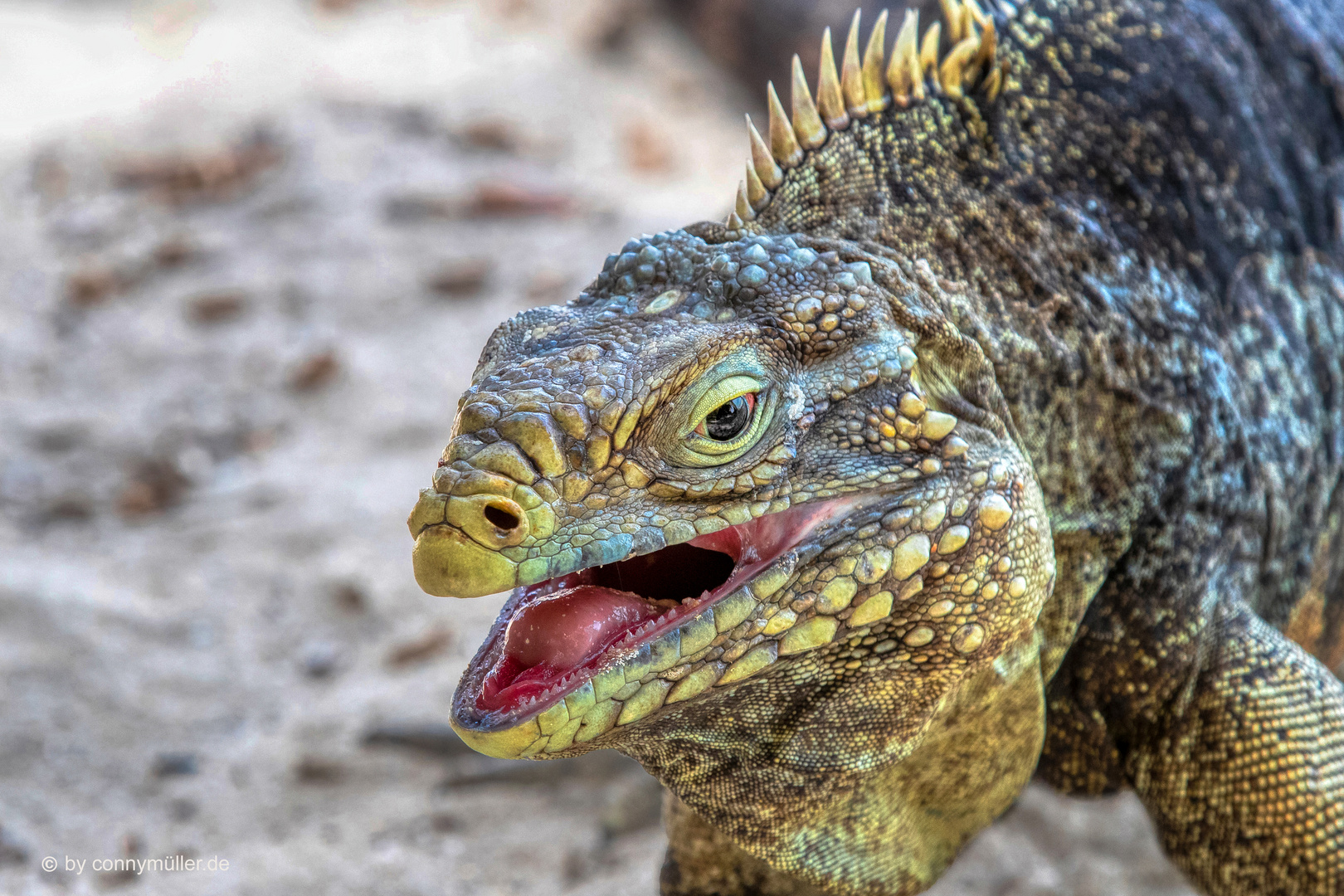 Iguana de Cola Blanca