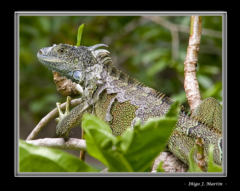 IGUANA DE MUDA