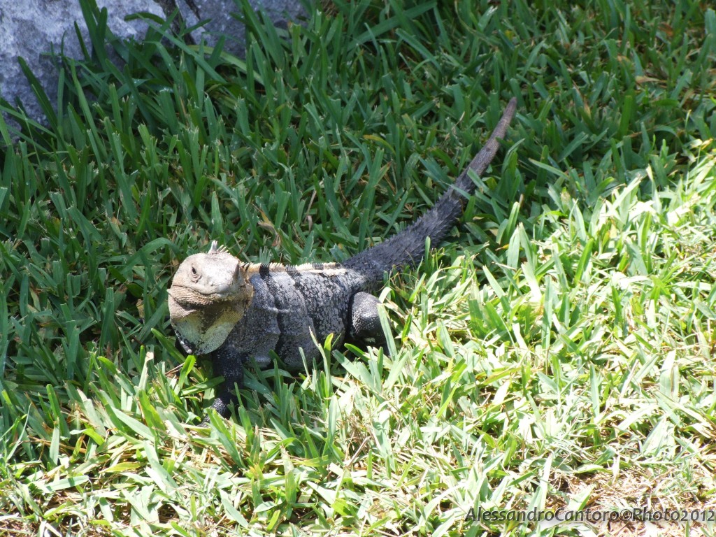 iguana