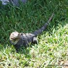 iguana