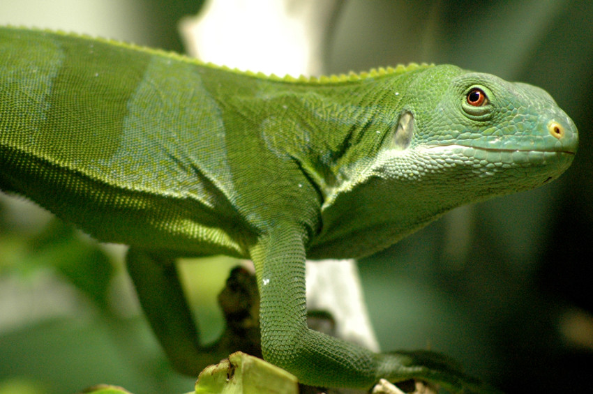 Iguana delle Fiji - Brachylophus Fasciatus