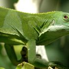 Iguana delle Fiji - Brachylophus Fasciatus