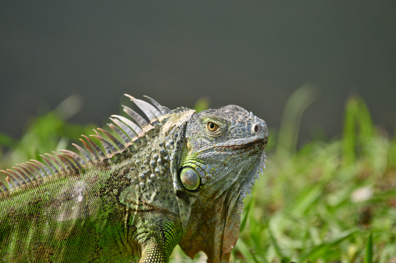 IGUANA