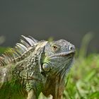 IGUANA