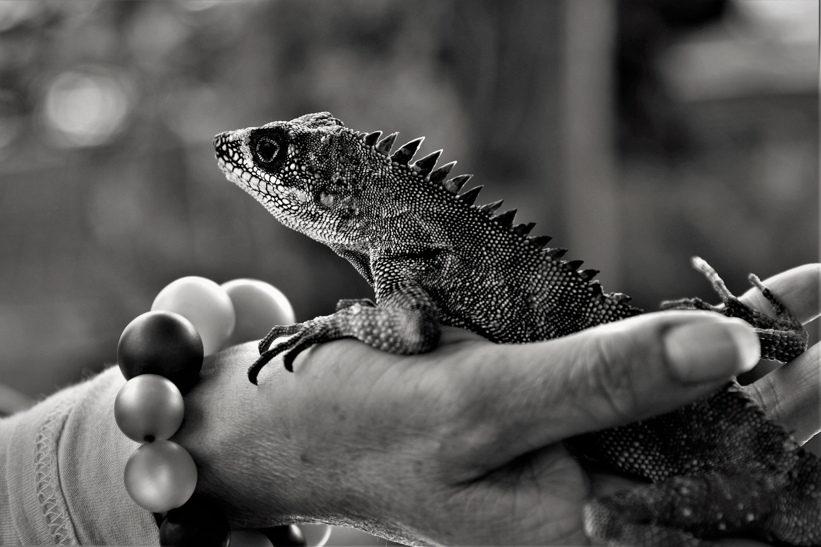 Iguana