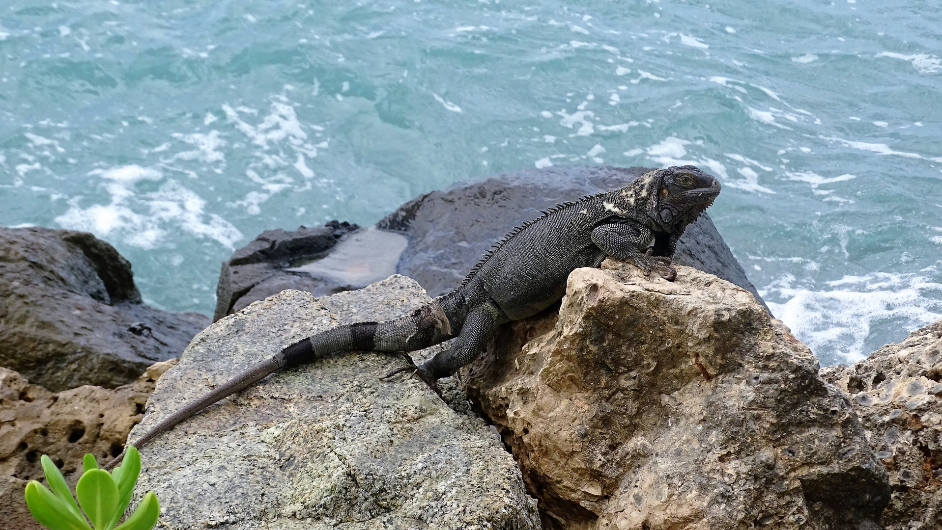 IGUANA EN LAS ROCAS