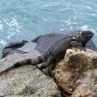 IGUANA EN LAS ROCAS