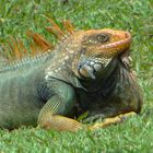 Iguana