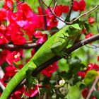 IGUANA