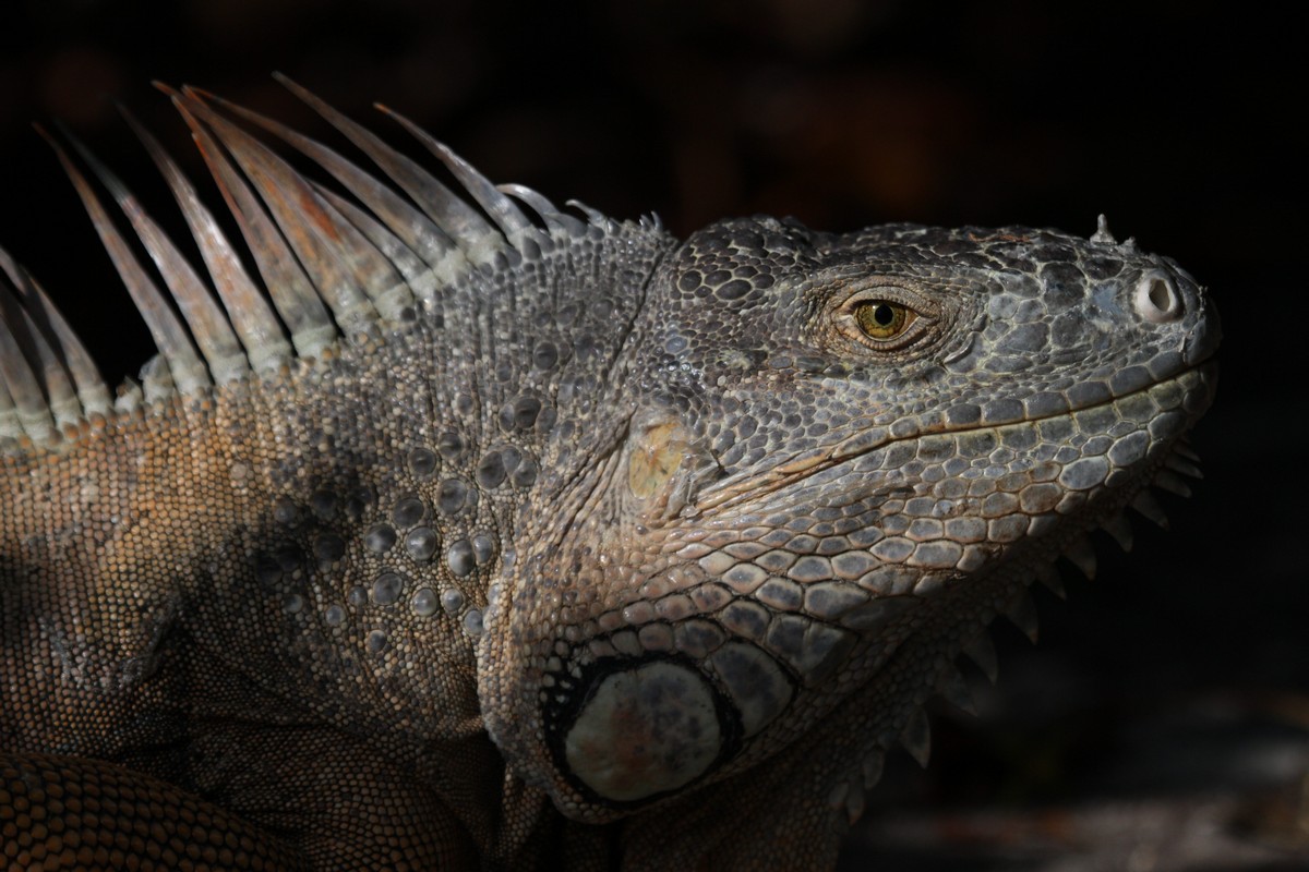 Iguana