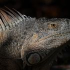 Iguana